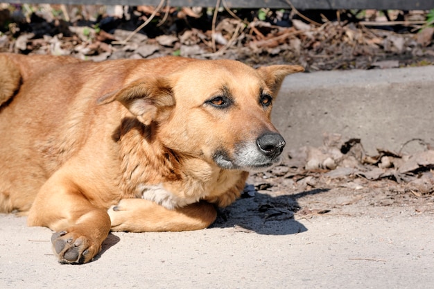 犬は悲しい犬の雌犬です プレミアム写真