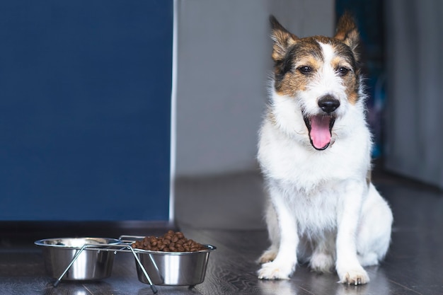 犬は一杯の食べ物の近くに座って悲鳴を上げ 家では一杯の乾いた食べ物の近くにいます プレミアム写真