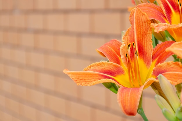 カンゾウの花は黄色いレンガの壁に茶色がかった黄色です ヘメロカリスフルバ プレミアム写真