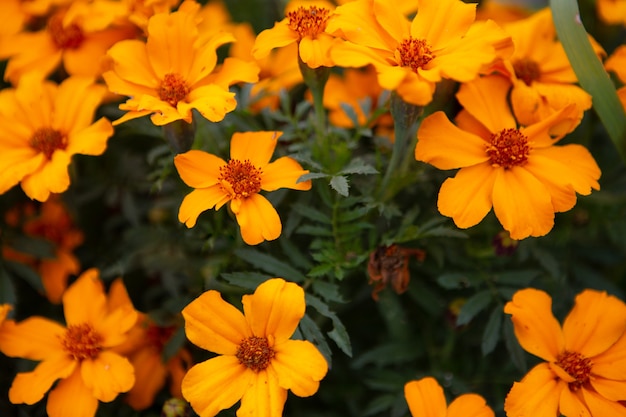 秋の庭には鮮やかなオレンジ色の花の庭が美しく咲きます プレミアム写真