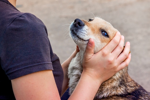 信頼できる表情で彼女を見つめる犬を抱きしめる少女 プレミアム写真