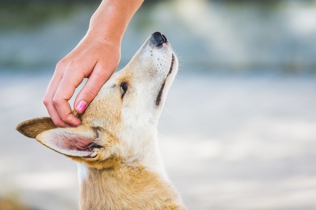 女の子は犬を撫でる犬は頭を上げた プレミアム写真