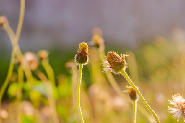 道端の芝生 プレミアム写真