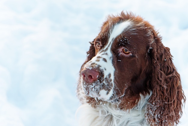 犬の頭は雪の中のイングリッシュスプリンガースパニエルです プレミアム写真