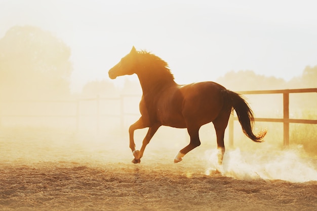 馬は日没に対してピリで走ります ギャロップでの馬の強さ プレミアム写真