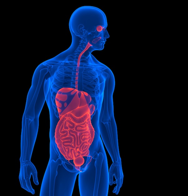 人体 人間の内臓の3 Dレンダリング クリッピングパスが含まれています プレミアム写真