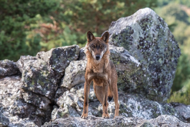 イベリアのオオカミ 私たちの国の美しい動物は何かに嫌われ 他人に愛されています プレミアム写真