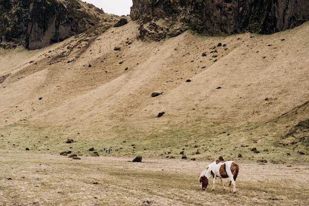 アイスランドの馬はアイスランドで育った馬の品種で 斑点のある白茶色の馬は黄色を食べます プレミアム写真