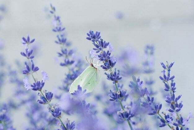 レモングラスバタフライはラベンダーの花の上に座って フィールドの花の蜜を飲む プレミアム写真