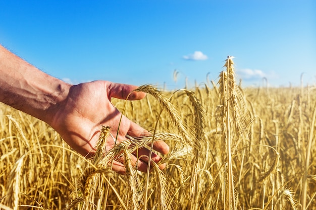 男の手は夜明けの果てしない畑で黄金の小麦の穂に触れます 美しい青い空 収穫のコンセプト プレミアム写真
