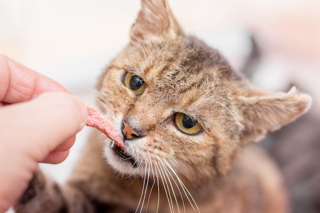 飼い主は家の猫にソーセージを与えます 空腹の猫は飼い主の手からソーセージを食べる プレミアム写真