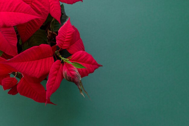 クリスマスフロー クリスマスの花の装飾 赤と緑の葉としても知られている緑の背景のポインセチア プレミアム写真