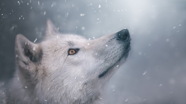 ホッキョクオオカミは雪を見ています ポートレート 美しい壁紙 涼しい色合い プレミアム写真