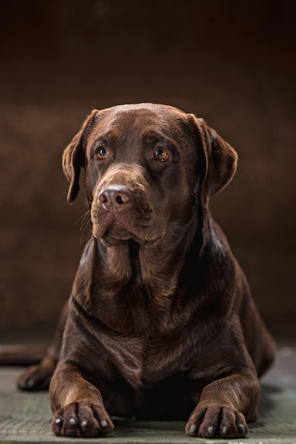 茶色のラブラドル レトリーバー犬の犬の肖像画 無料の写真