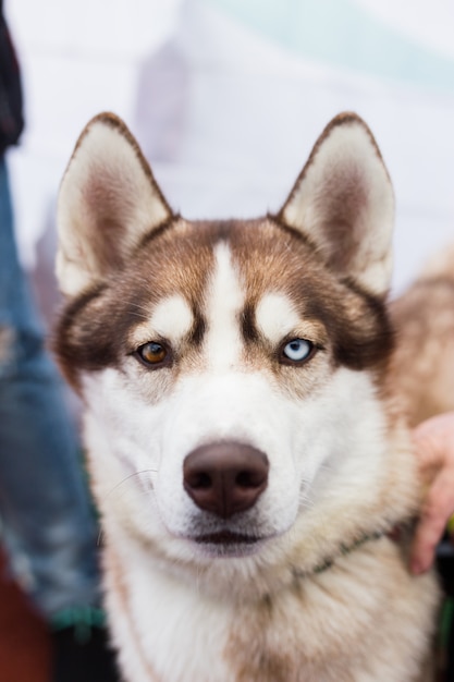 屋外のマルチカラーの目を持つ茶色のシベリアンハスキー犬の肖像画 プレミアム写真