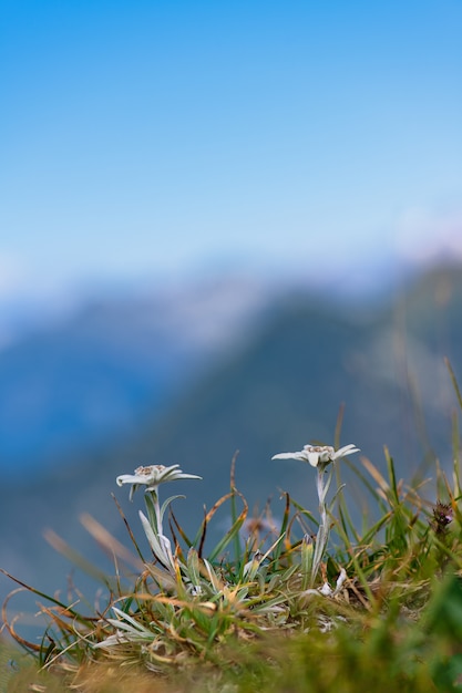 ベルガモアルプスの保護されたエーデルワイス山の花 プレミアム写真