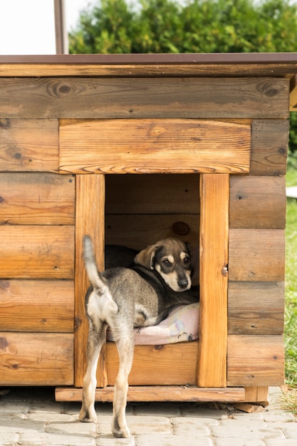 子犬は犬小屋の外を見ます 面白い子犬 プレミアム写真