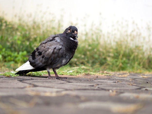 病的な鳩 病気の鳩は地面にある プレミアム写真