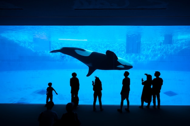 水族館でシャチやシャチを見ている観光客のシルエット プレミアム写真