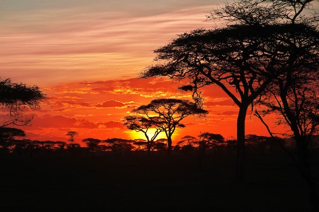 アフリカのサバンナに沈む夕日 アカシアの枝の太陽 プレミアム写真