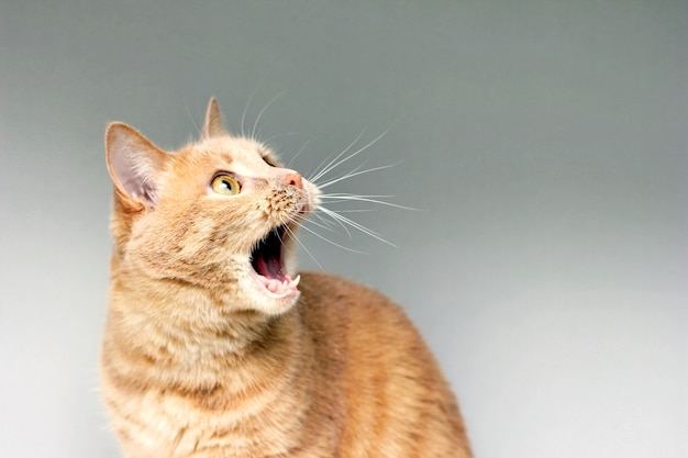 びっくり猫 猫の驚き 驚いて口を開けて 驚きの極度 おびえた猫 ショックです 昏迷 プレミアム写真