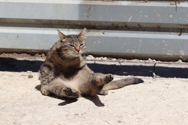 ぶち猫は太陽の下に座り、ふわふわの猫は足を覆い、お腹は暖かくなり 