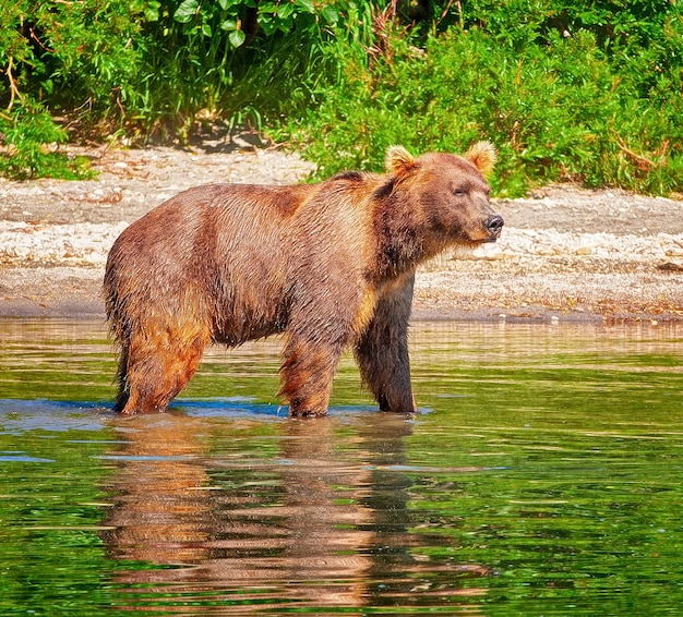 白い背景の上のカムチャッカヒグマの剥製 プレミアム写真