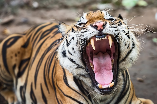 虎のあくびは眠気を示します プレミアム写真