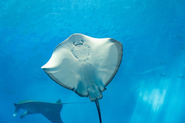 水中の海の生物とガラスの背後にあるさまざまなアカエイ プレミアム写真