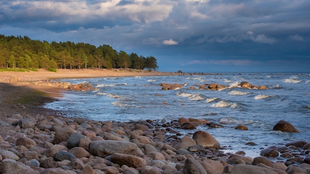 夏の夕暮れ時のバルト海のフィンランド湾の野生の海岸 プレミアム写真