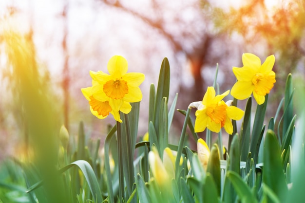 庭に咲く黄色い水仙 Narcissus 無料の写真