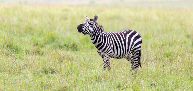 ゼブラ一家は他の動物のすぐ近くのサバンナで草を食む プレミアム写真