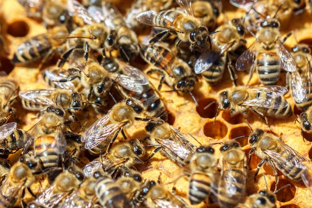 Premium Photo | There are a lot of striped bees that sit on honeycombs