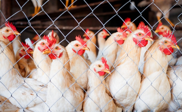 Premium Photo | There are many pets in a cage looking attentively to ...