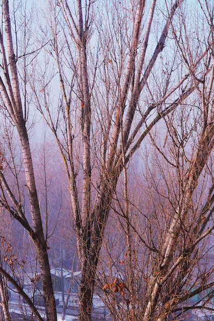 冬の間ロシアの森の白樺の木の太い枝 無料の写真