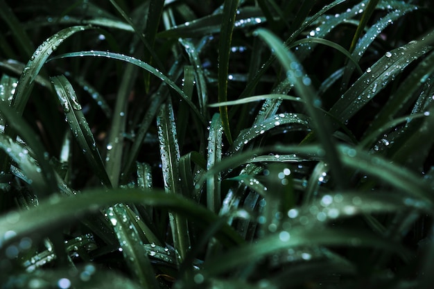 Free Photo | Thicket of dark wet grass