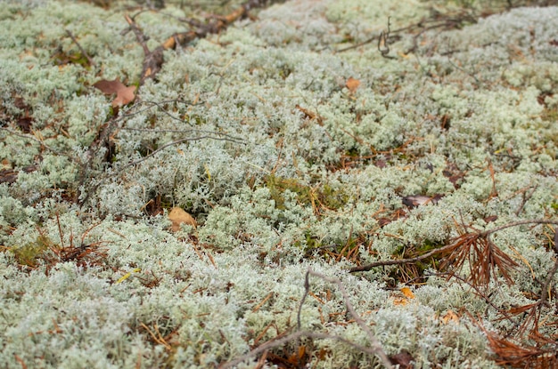 Premium Photo | Thicket in a dense forest. mossy forest background ...