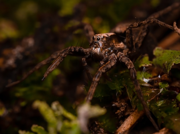 地面に座っている細い足のオオアシコモリグモ Pardosa Sp プレミアム写真