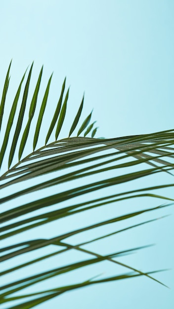 Premium Photo | Thin palm leaves presented on a blue background