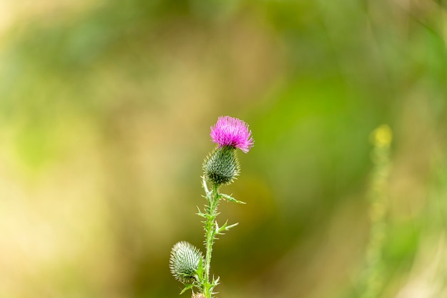 スコットランドのシンボルとしてのアザミの花 プレミアム写真