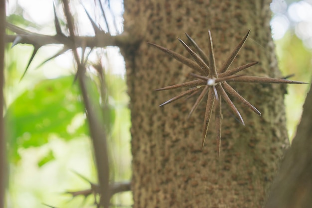 Premium Photo | Thorns prickly trees