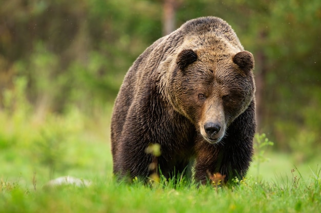 Premium Photo | Threatening brown bear male approaching from front view ...