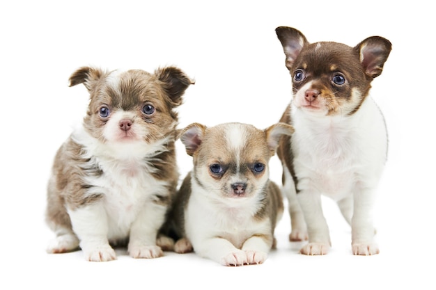 Premium Photo Three Chihuahua Puppies Isolated Little Cute Dogs On White Background Small Short Haired Chihuahua Dog Breed Studio Shoot