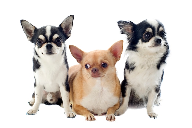 Premium Photo | Three chihuahuas posing