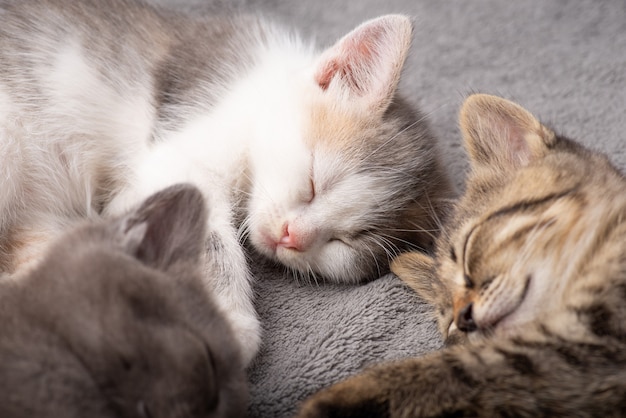 Premium Photo | Three different coloured cats sleeping together. little ...