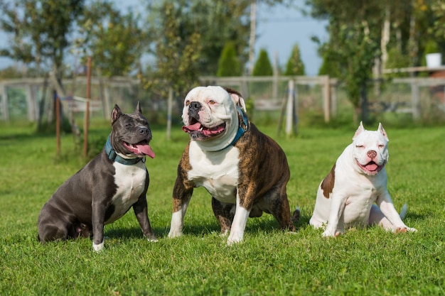 緑の芝生に座っている3匹の犬アメリカンブリーの子犬 アメリカンスタッフォードシャーテリアとアメリカンブルドッグ プレミアム写真