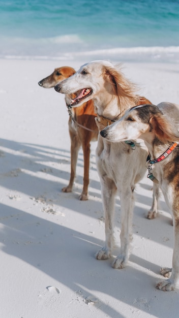 インド洋の海岸を歩く3匹の犬 無料の写真