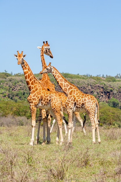 Free Photo Three Giraffes Herd In Savannah