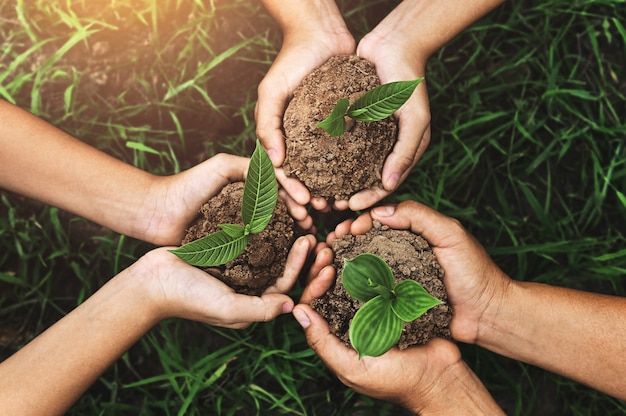 Three hands holding young plant for planting Premium Photo