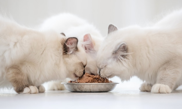ragdoll cat food
